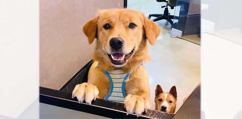 Yongsoon is a Medium Female Golden Retriever Mix Korean rescue dog