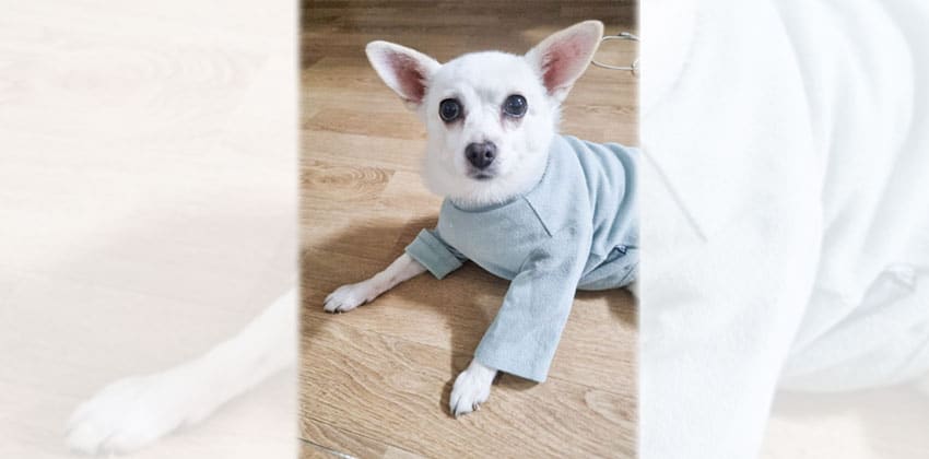 Youngyi is a Small Female Chihuahua mix Korean rescue dog