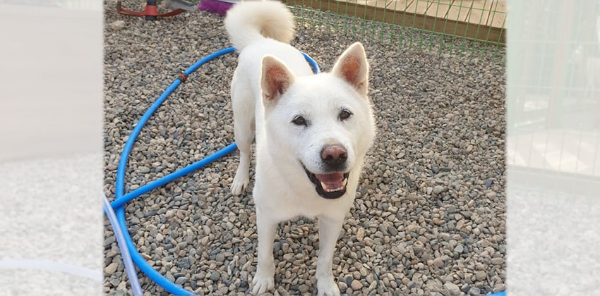 Yousoon is a Medium Female Jindo Korean rescue dog