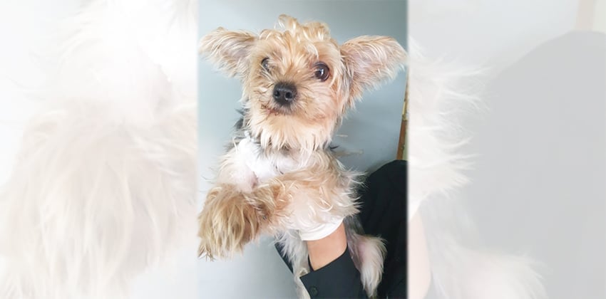 Yoyo is a Small Female Yorkshire terrier mix Korean rescue dog