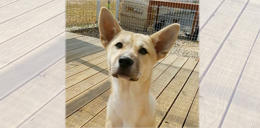 Yu-mae is a Small Female Jindo Mix Korean rescue dog