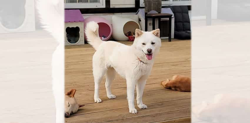 Yuni is a Medium Female Jindo mix Korean rescue dog
