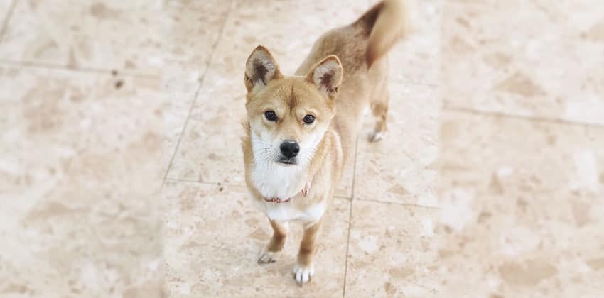 Yuri is a Medium Female Shiba Inu mix Korean rescue dog