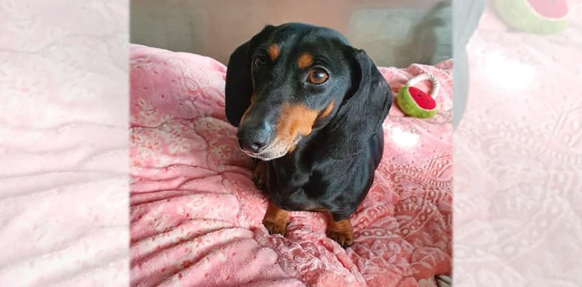 Yeseo is a Small Female Dachshund Korean rescue dog