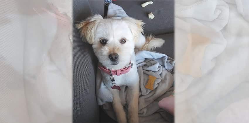 Zia is a Small Female Terrier mix Korean rescue dog