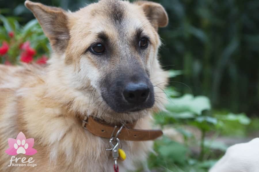 Dal-Kong is a Large Male Jindo Mix Korean rescue dog