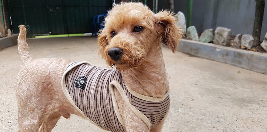 Mango is a Small Male Poodle Korean rescue dog