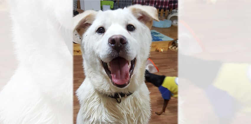 Baek-Gomi is a Medium Male Jindo Korean rescue dog