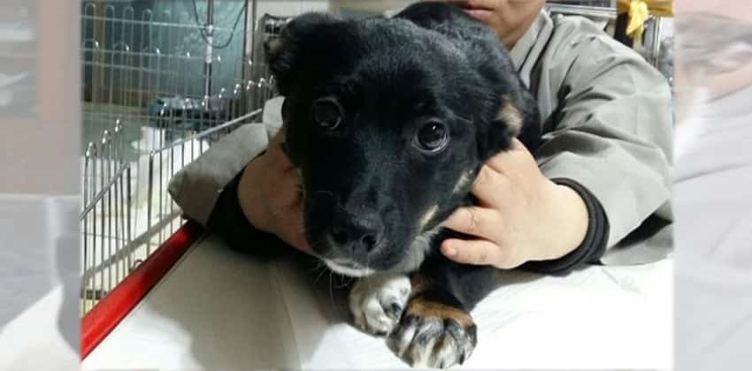 Bandal is a Small Female Mixed Korean rescue dog