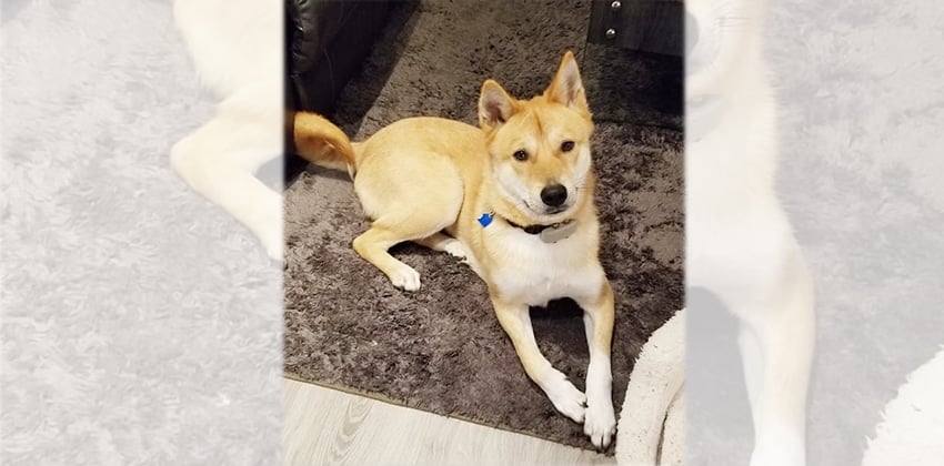 Captain is a Medium Male Jindo mix Korean rescue dog