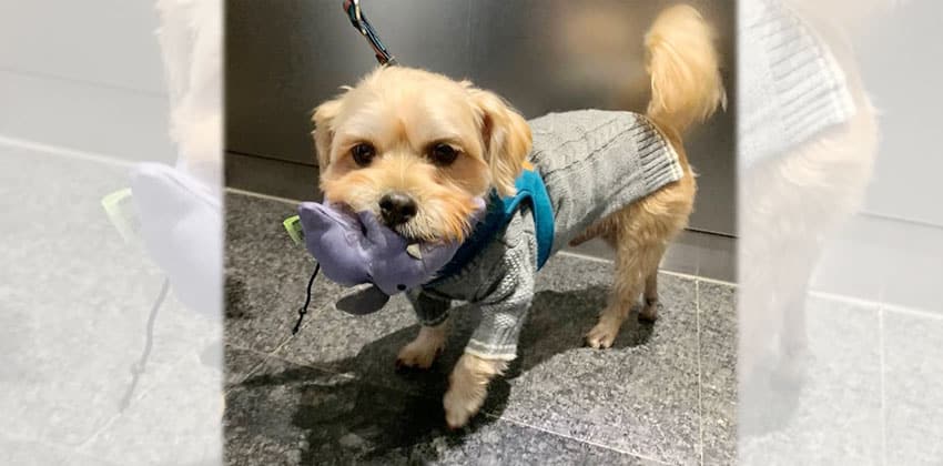 Changhyun is a Small Male Yorkshire terrier mix Korean rescue dog