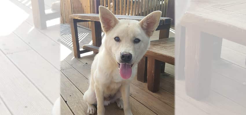 Chingu is a Medium Male Jindo Mix Korean rescue dog