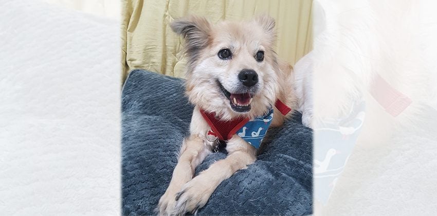 Cholong is a Small Male Spitz mix Korean rescue dog