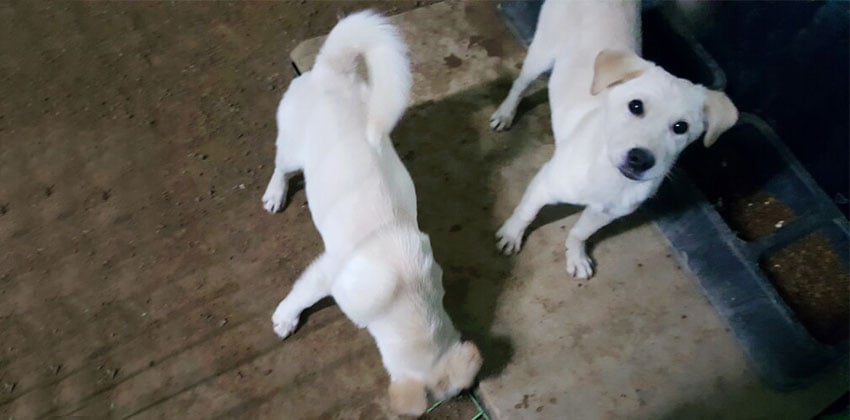 Ccino is a Medium Female Jindo Korean rescue dog