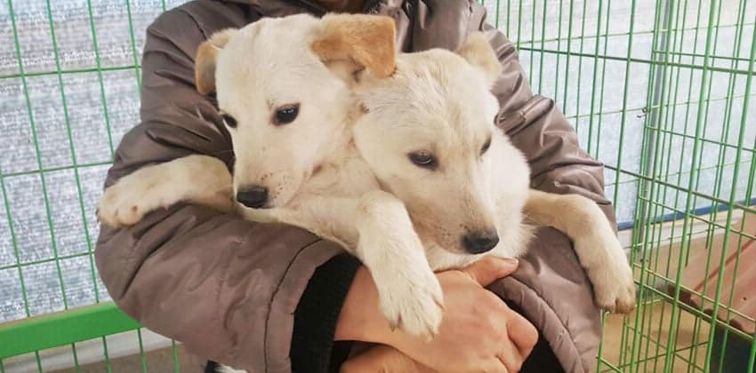 Cappu is a Medium Male Jindo Korean rescue dog