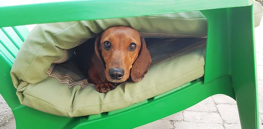 Pongpong is a Small Female Dachshund Korean rescue dog