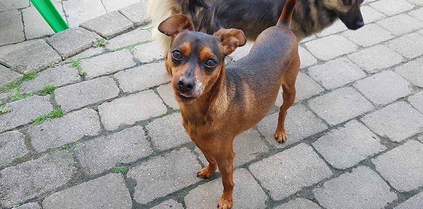 Daegong is a Small Male Miniature Pinscher Korean rescue dog