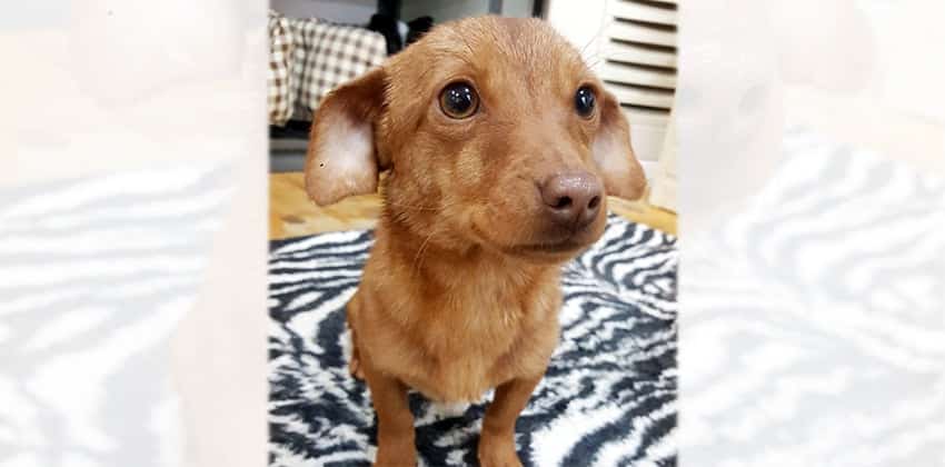 Elf is a Small Female Dachshund mix Korean rescue dog