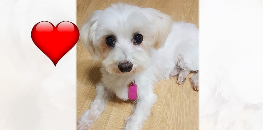 Bin is a Small Male Maltese Korean rescue dog