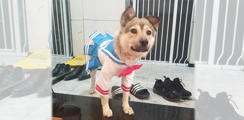 Forrest is a Medium Male Jindo mix Korean rescue dog