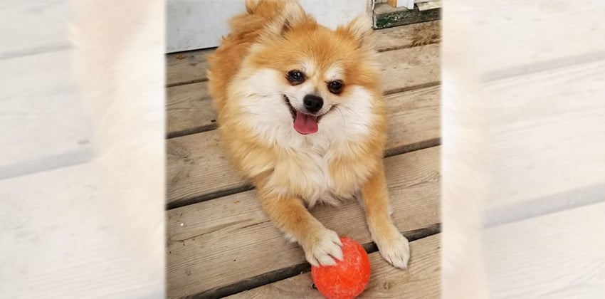 Gavin is a Small Male Pomeranian Korean rescue dog