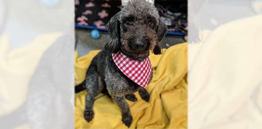 Ghanji is a Small Female Poodle Korean rescue dog