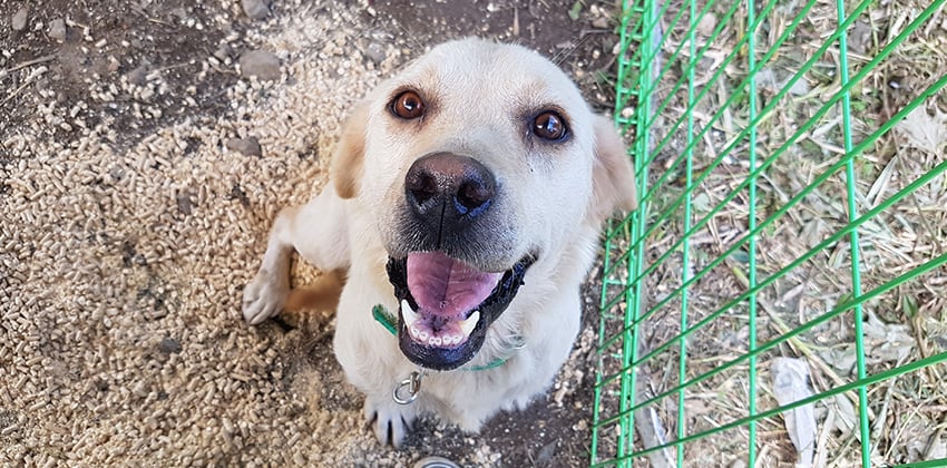 Gold is a Large Male Labrador mix Korean rescue dog