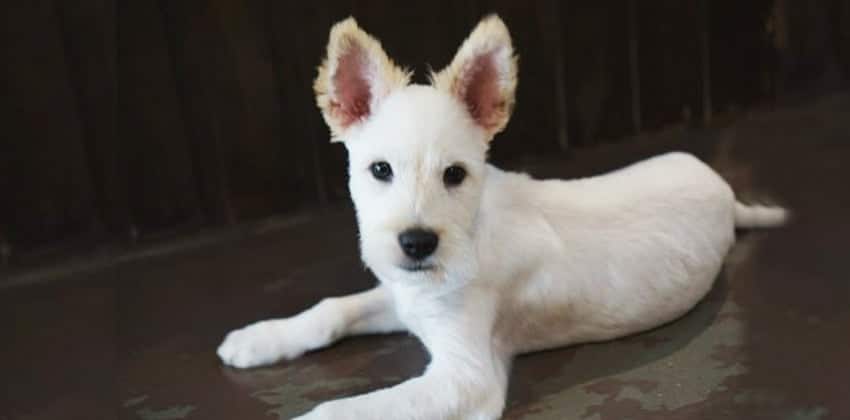 Ha-Yim is a Small Male Jindo Mix Korean rescue dog