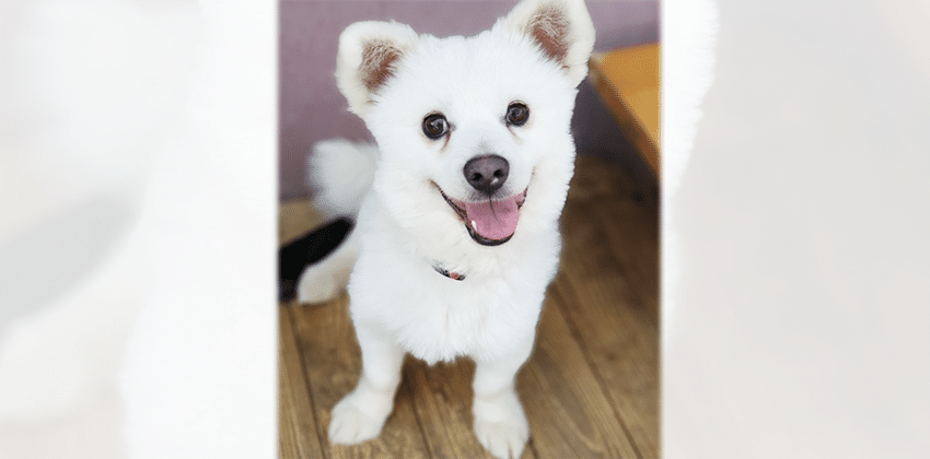Hoff is a Small Male Pomspitz mix Korean rescue dog