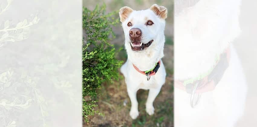 Happy 2 is a Medium Male Jindo mix Korean rescue dog