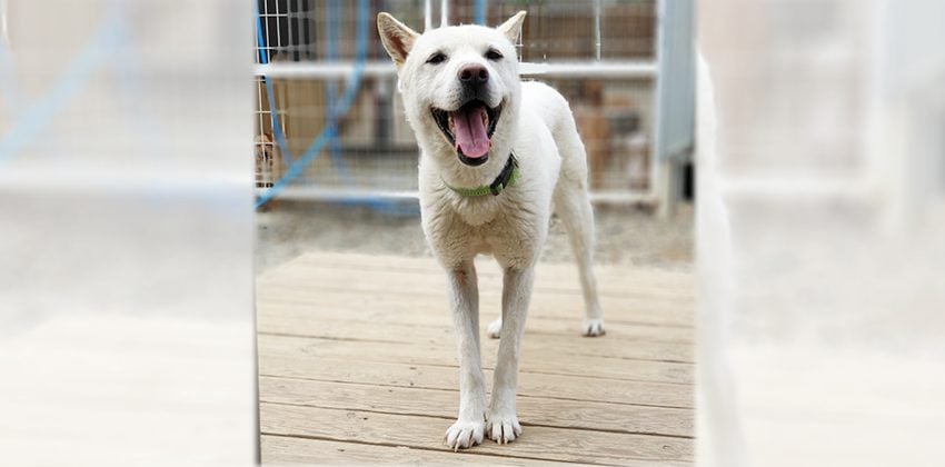 Bau is a Medium Male Jindo Korean rescue dog