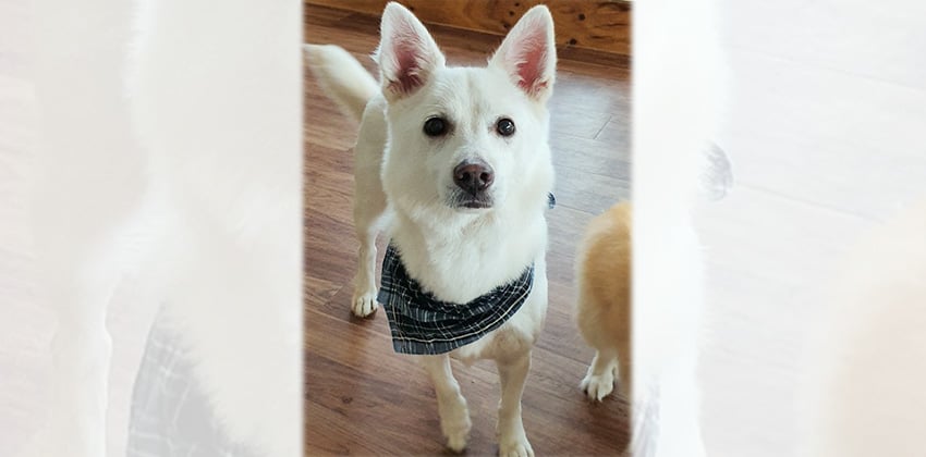 Janggoon is a Medium Male Jindo mix Korean rescue dog