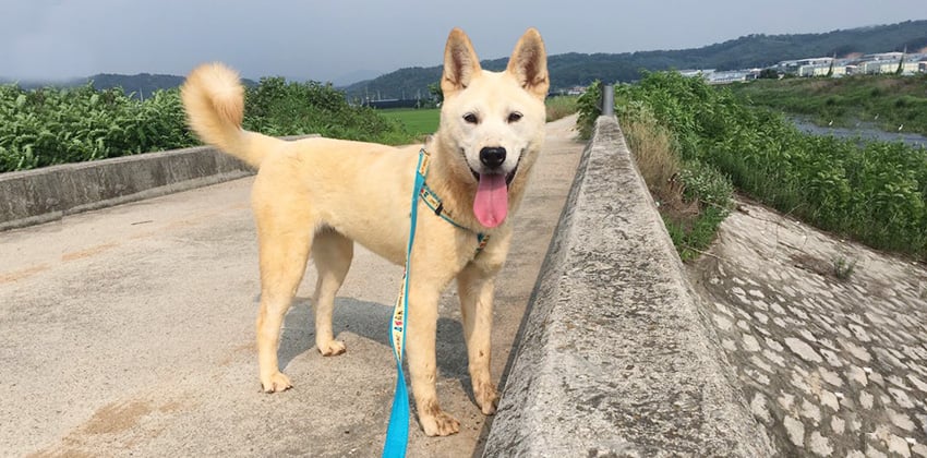 Jae-Young is a Small Male Jindo Korean rescue dog