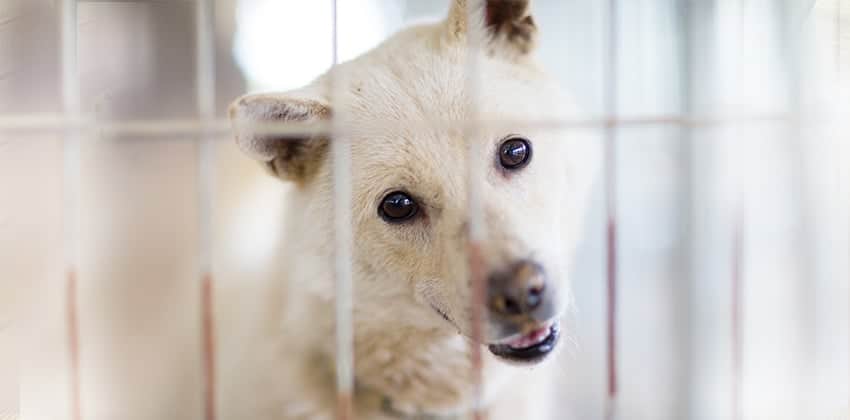 Jae-Sung is a Medium Male Jindo Mix Korean rescue dog