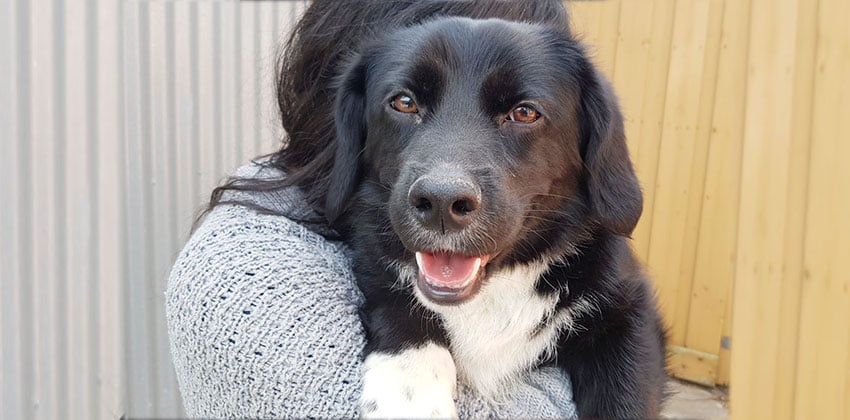 Kyung-Hoon is a Medium Male Mixed Korean rescue dog