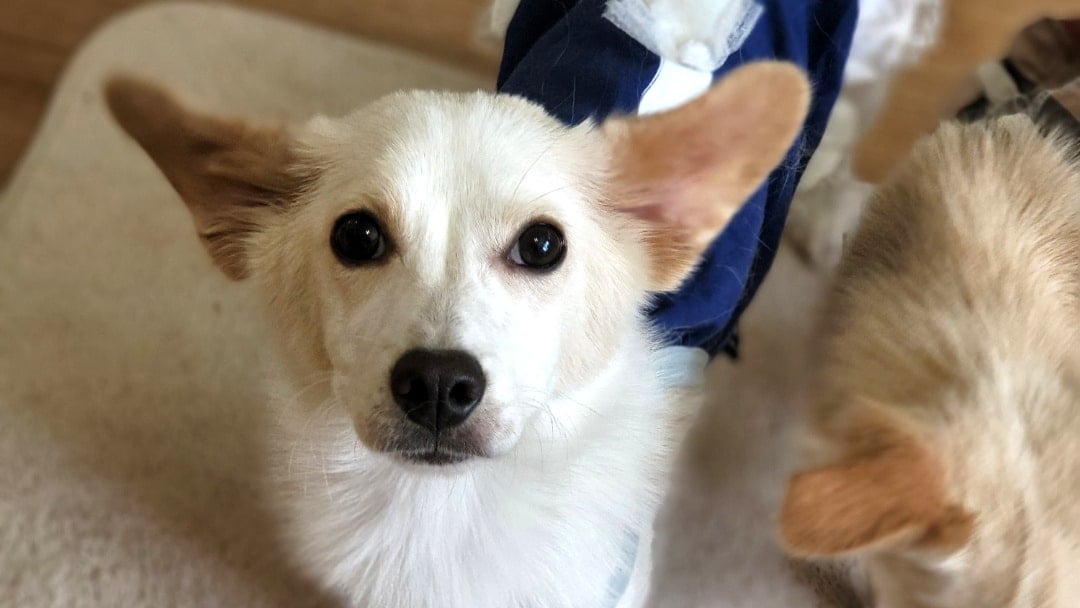 Looloo is a Small Female Terrier mix Korean rescue dog
