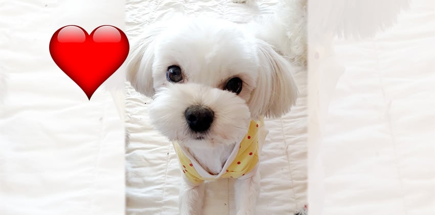 Minki is a Small Female Maltese Korean rescue dog
