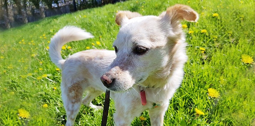 Molly is a Medium Female Jindo Mix Korean rescue dog