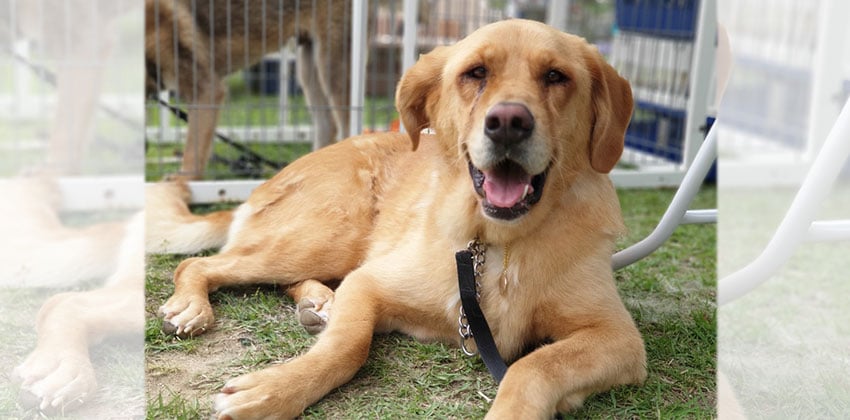 Mami is a Large Female Golden Retriever Mix Korean rescue dog