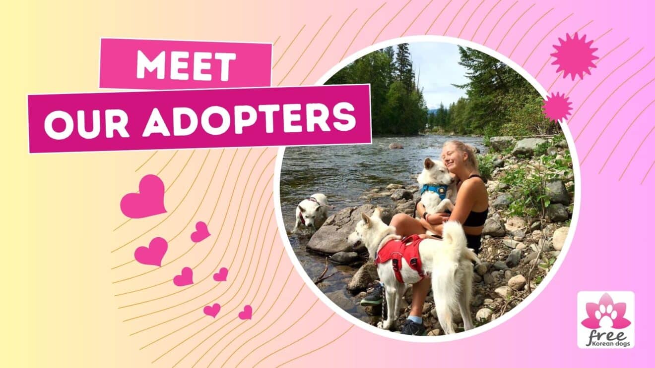 Adoption Free Korean Dogs Adoption free korean dogs