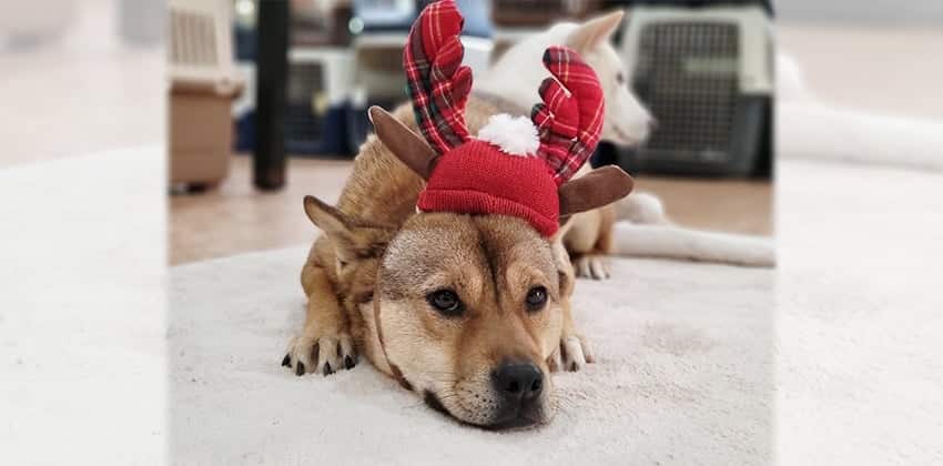 Mocha is a Medium Female Jindo mix Korean rescue dog