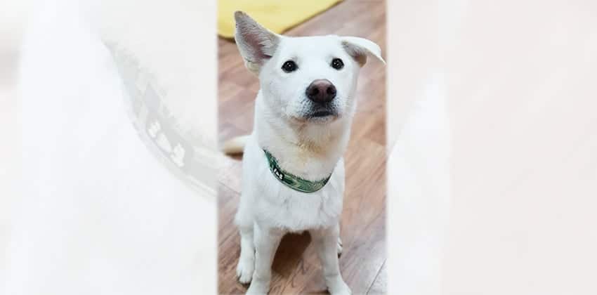 Hodoo is a Medium Male Jindo Korean rescue dog