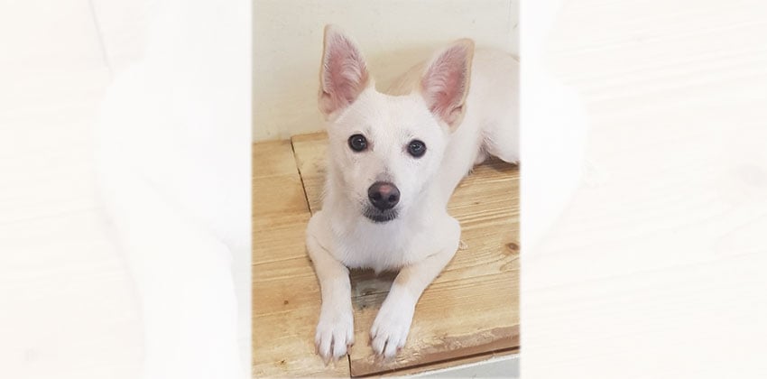 Naho is a Small Male Jindo mix Korean rescue dog