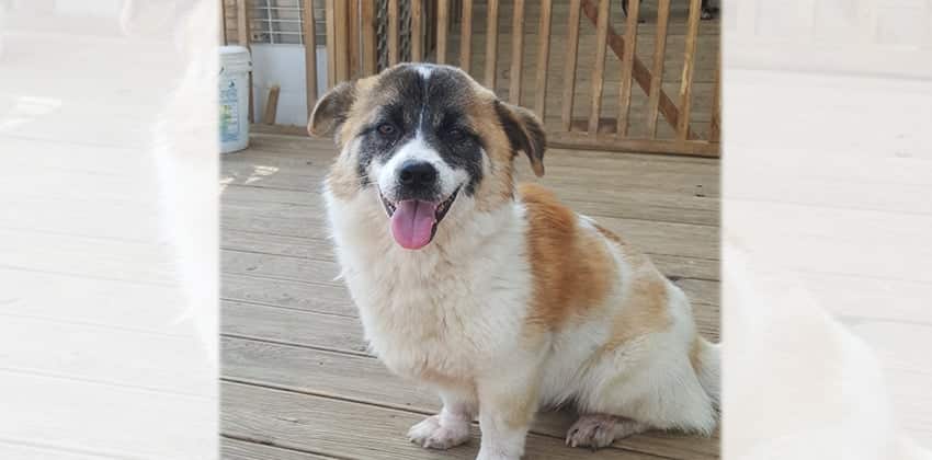 Pearl is a Small Male Welsh Corgi mix Korean rescue dog