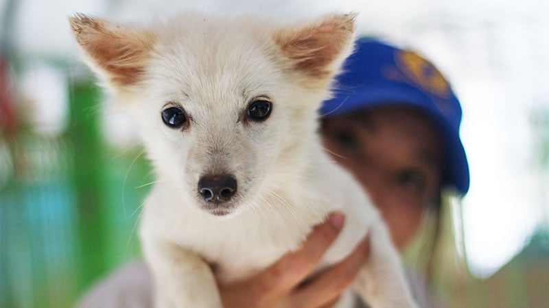 Peperoni is a Small Female Pomspitz mix Korean rescue dog