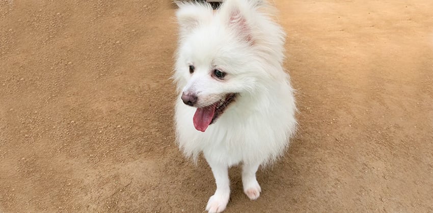 Peter 2 is a Small Male Spitz mix Korean rescue dog