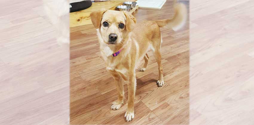 Poocoo is a Small Female Retriever mix Korean rescue dog