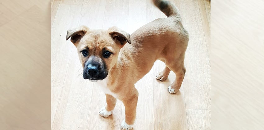 Sol is a Small Male Jindo Mix Korean rescue dog