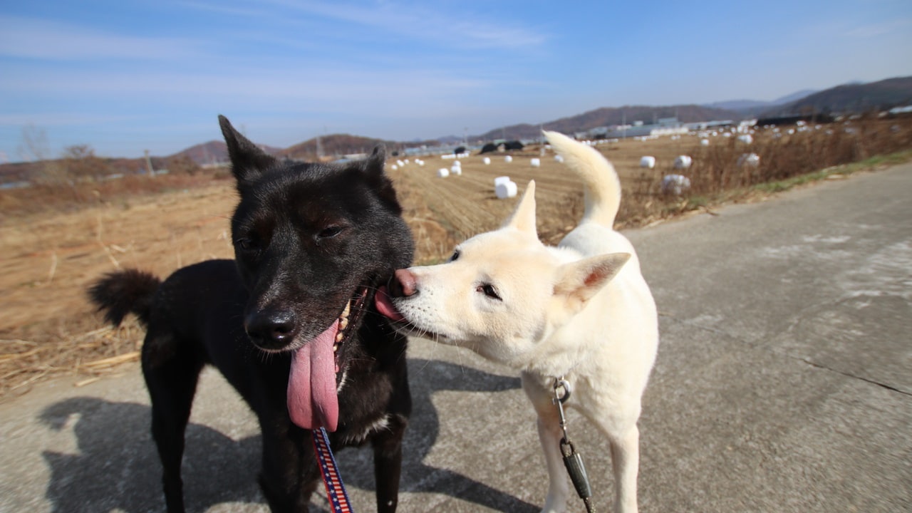 Soyou And Her Shelter Mate