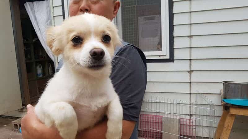 Lucky 3 is a Medium Female Jindo mix Korean rescue dog